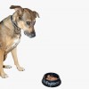 No Problemo Pet Bowl No Problemo Pet Bowl